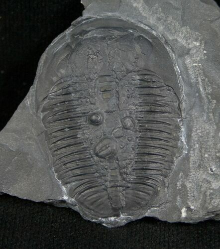 Elrathia Trilobite In Matrix - Utah #6721